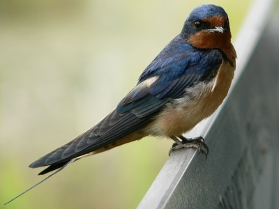 Hirundo_rustica_14116