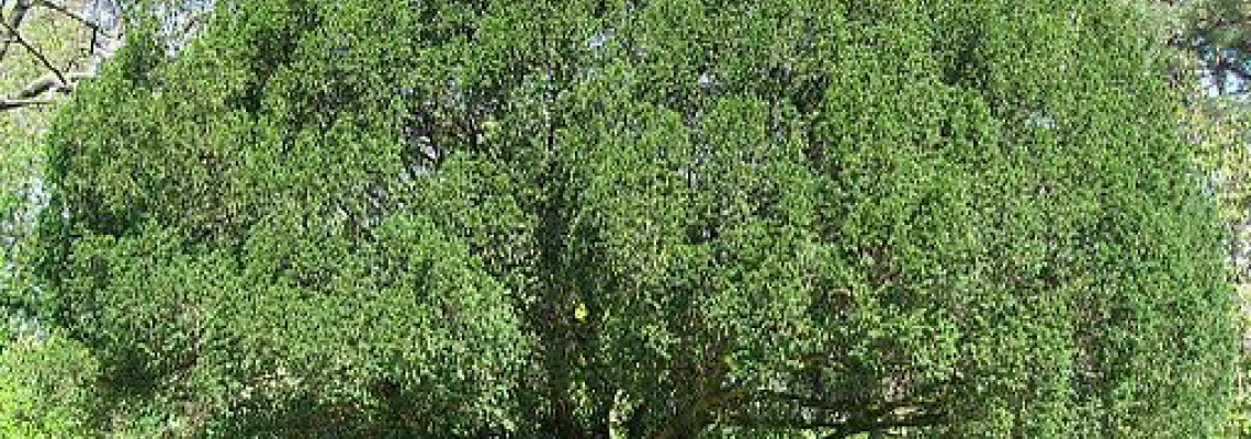Taxus-1140