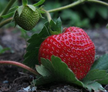 Een grote rode aardbei hangt aan een plant, met een onrijpe groene aardbei erboven.