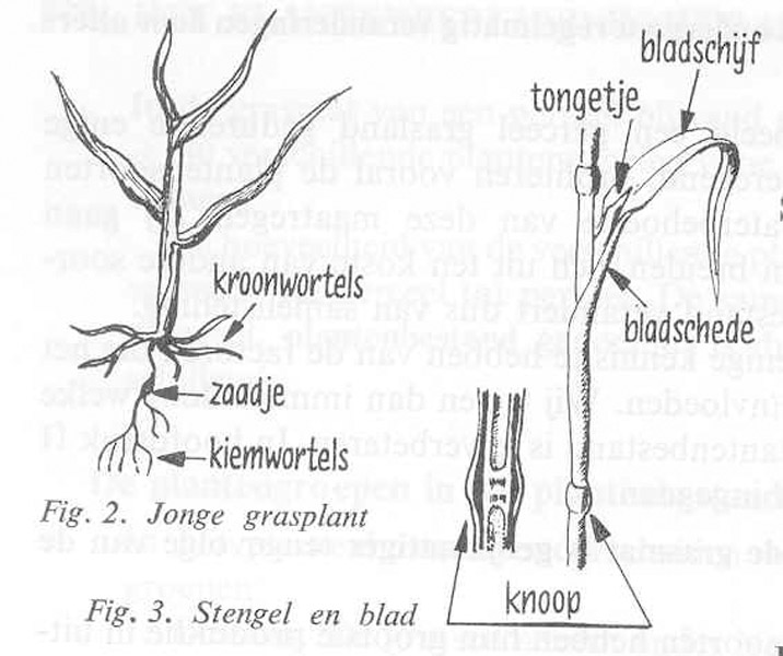 Een zaadje heeft heel wat werk te doen eer het ontkiemt tot jonge grasplant (fig. 2) en van daaruit een stengel en blad ontwikkelt. Wie gras zaait moet dus geduld uitoefenen.