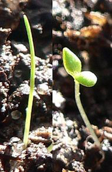 *Monocotyle plant = ontwikkelt vanuit het zaad met 1 kiemlob * Dicotyle plant = ontwikkelt vanuit het zaad met 2 kiemlobben