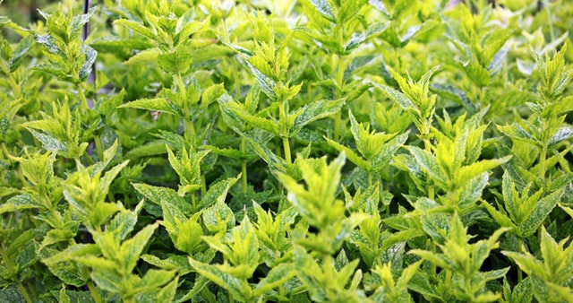 aroma-aromatic-close-up-159212