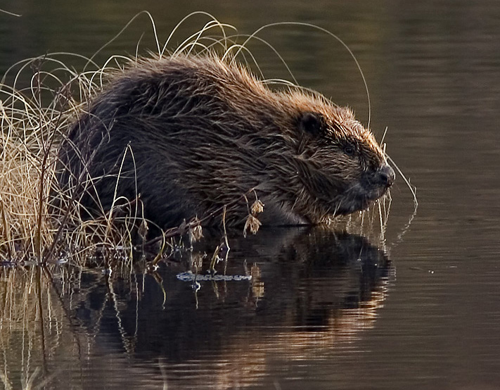bever