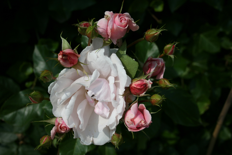 Bloemen