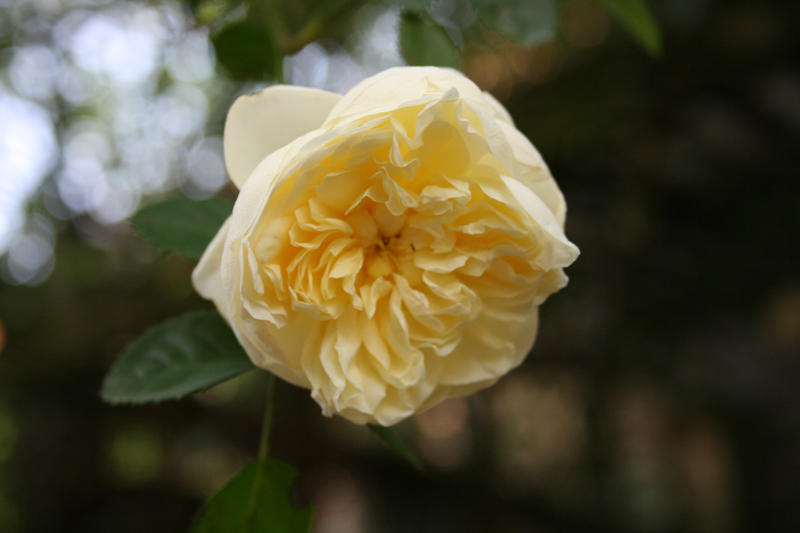 Bloemen