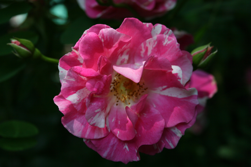Bloemen