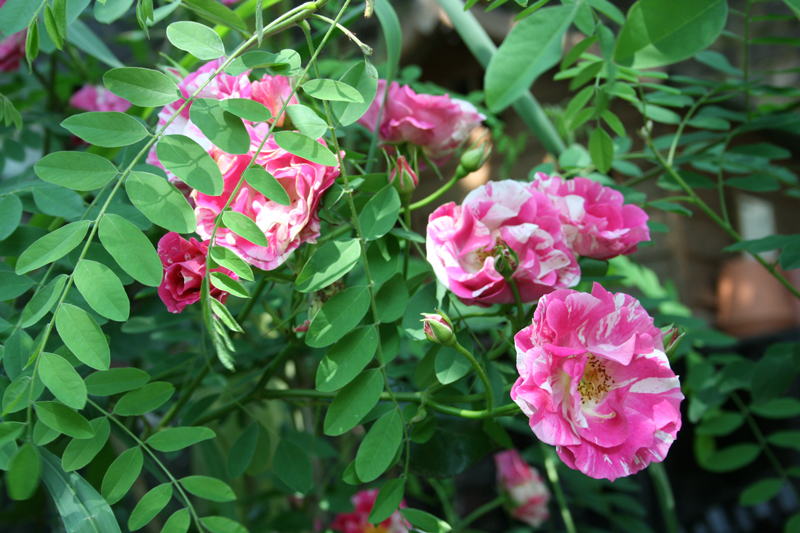 Bloemen