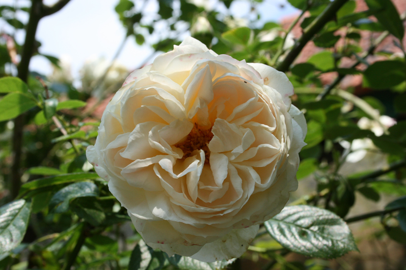 Bloemen