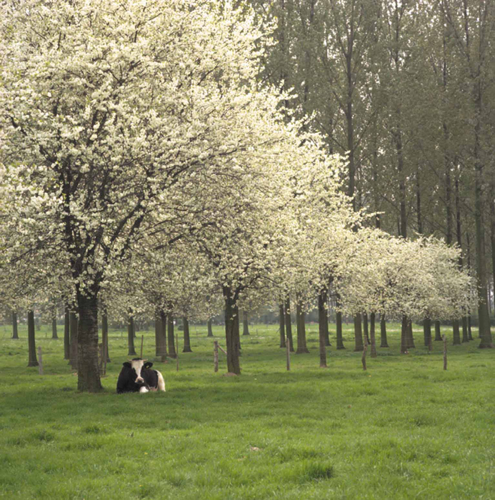 Je hebt maar 2 weken om de fruitstreek in volle bloei te zien. Op de fruitkalender kan je de bloesemontwikkeling op de voet volgen. Bron: 'Toerisme Limburg'.