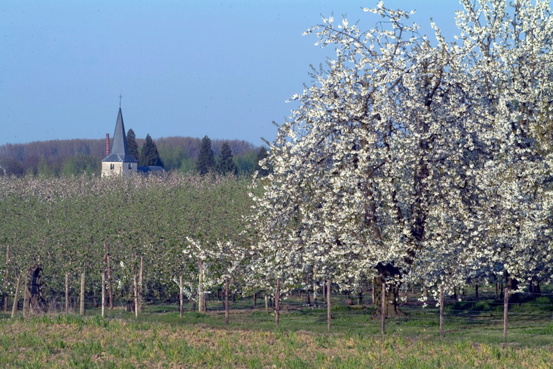 Perenbomen dragen altijd witte bloesems. Bron: 'Toerisme Limburg'.