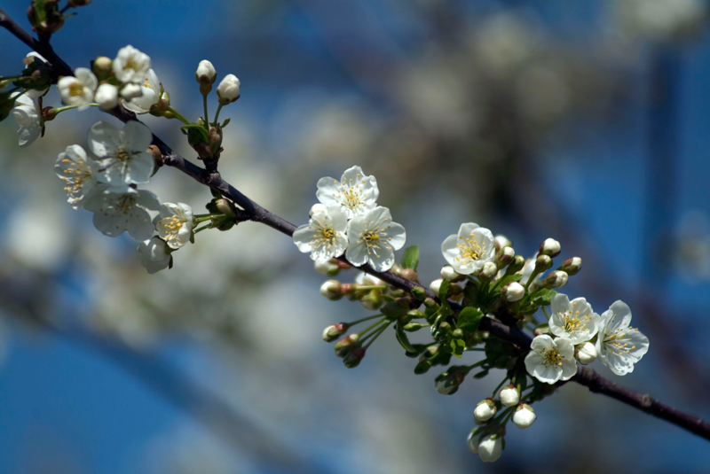 Het parfum van de bloesems is een belevenis voor je reukorgaan. Bron: 'Toerisme Limburg'.