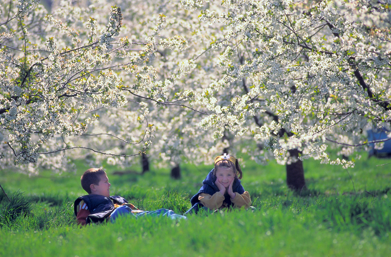 Hoe lang is het geleden dat jij nog hebt gepicknickt? Boterhammetjes, hardgekookte eitjes, kippenbilletjes, een dekentje... En genieten maar tussen de bloesems. Bron: 'Toerisme Limburg'.
