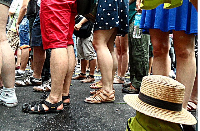 calves-540519_640