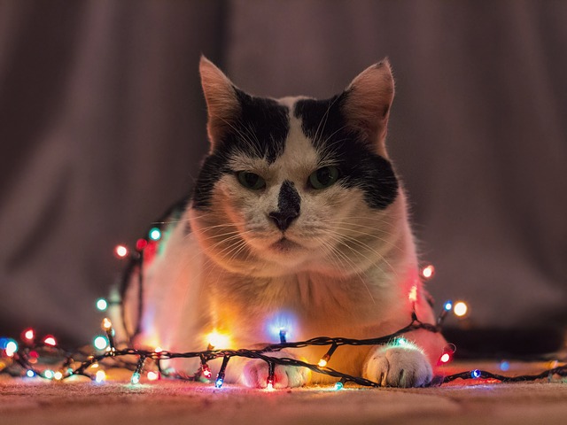 cat-3054820_640