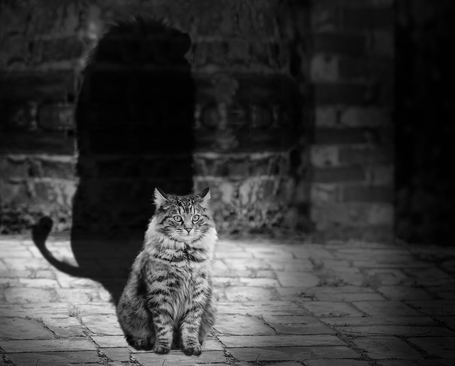 /101/Healing/cat-564202_640.jpg