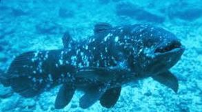 coelacant.JPG