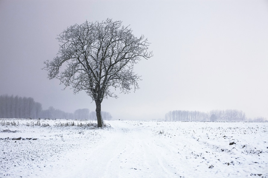 /115/Familie/cold-snow-landscape-nature-large.jpg