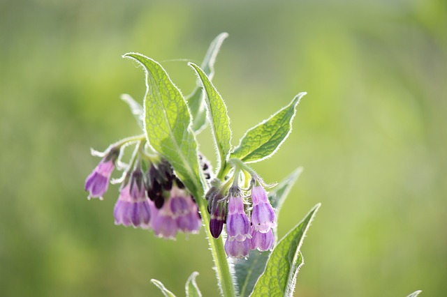comfrey-770769_640