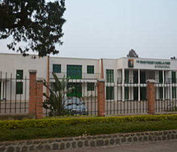 dianfossey5