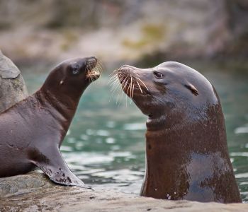 dieren5