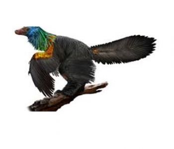 dino4