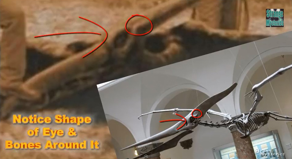 /107/Mysteries/dinoo2.jpg