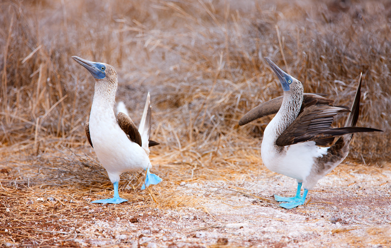 Een mannetjes Blauwvoetgent op de Galapagoseilanden maakt gebruik van zijn blauwe voeten om indruk te maken op een vrouwtje.