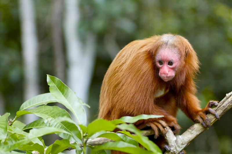 Ooh een aapje in de jungle!