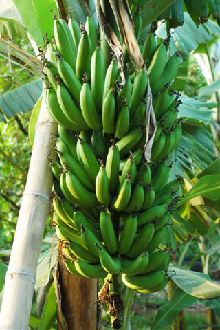 Heerlijke bananen op één van de vele bananplantages.