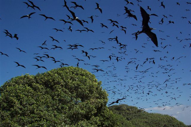 Fregatvogels zijn echte luchtacrobaten dankzij hun grote spanwijdte en lichte compacte lichamen.