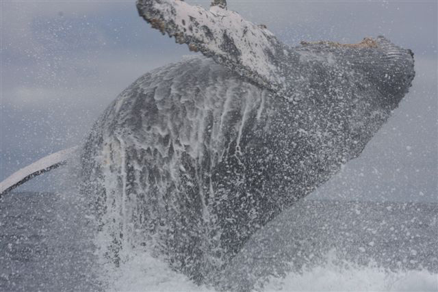 een kolossale bulturgwalvis die zich in de lucht gooit en daarna met een enorme knal op het water valt. Wat een spektakel!