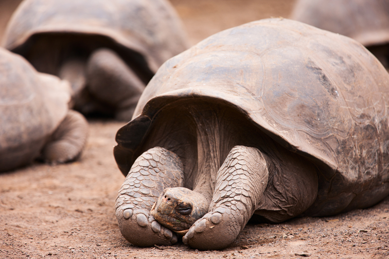 Een Galapagos schildpad licht heerlijk te slapen in het zand.