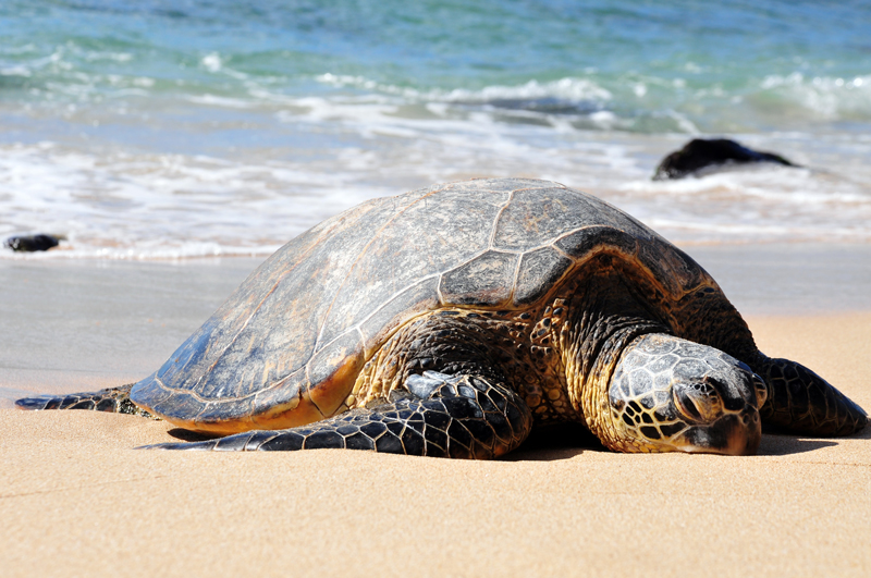 Een Galapagos zeeschildpad sleept zich voor mijn voeten vooruit op het strand.