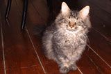 Katten