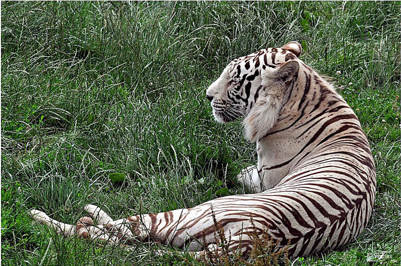 De witte bengaalse tijger, de atractie van de Olmense zoo.