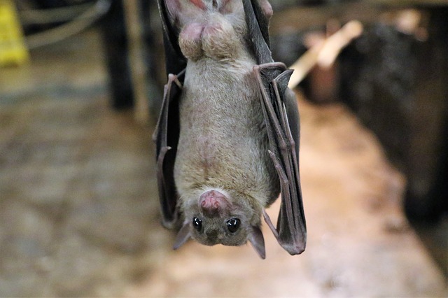 fruit-bat-1582189_640