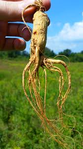 ginseng