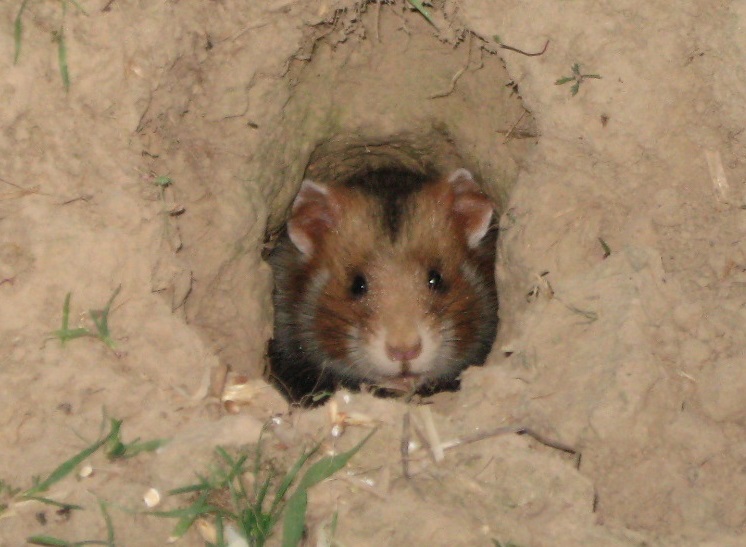 hamster