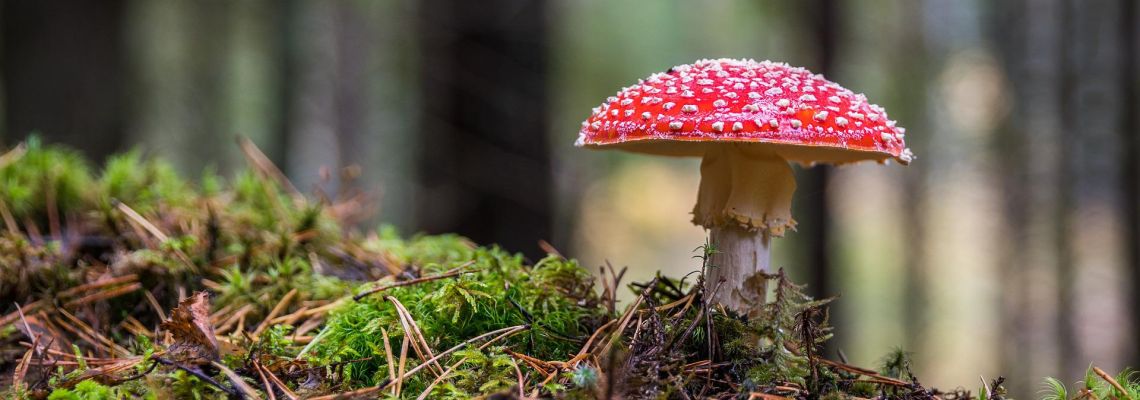Een rode paddenstoel met witte stippen tussen het mos en de bladeren in het bos.