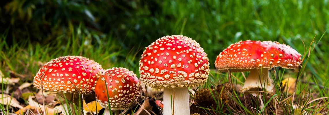 herfst5-1140