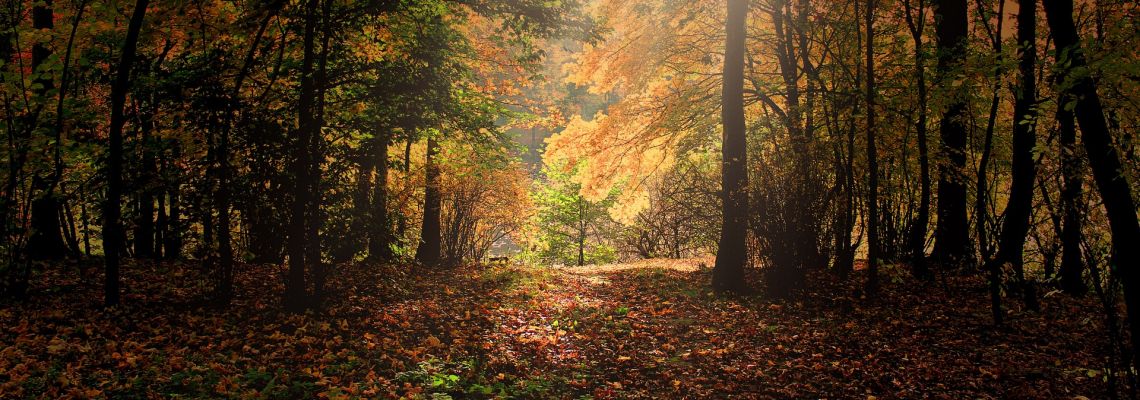 herfst-1140