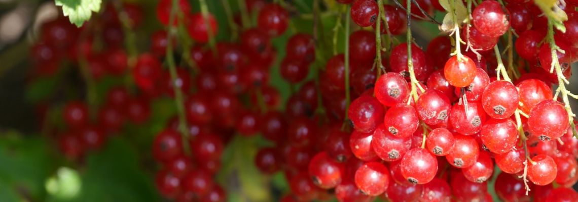 herfstcranberry-1140