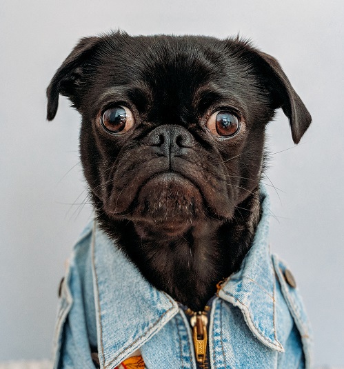 hond