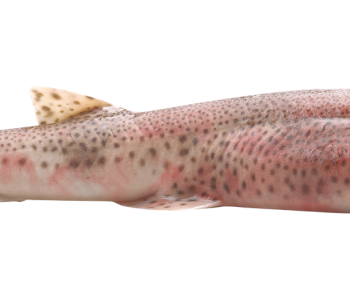 hondshaai