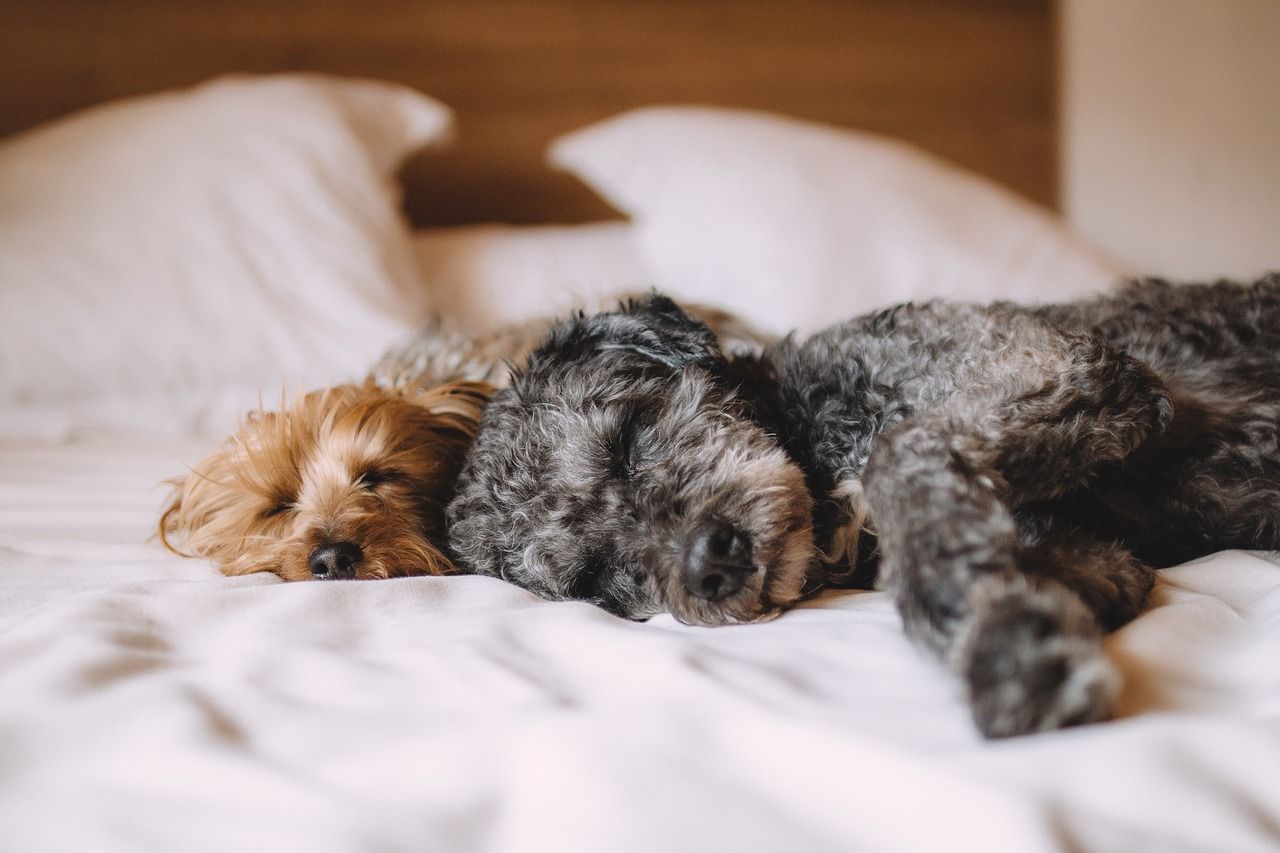 huisdierenhond.jpg