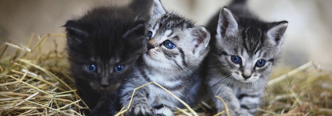 huisdierenkat-1140