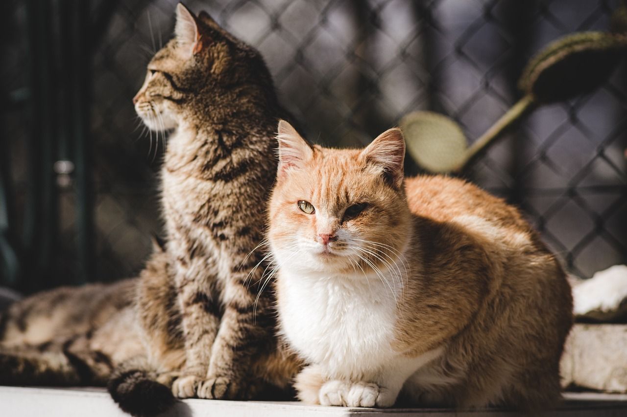 huisdierenkat.jpg