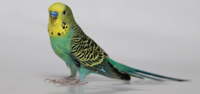 huisdiervogel-640