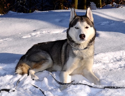 husky