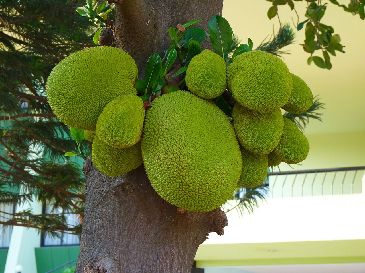 jackfruit.jpg